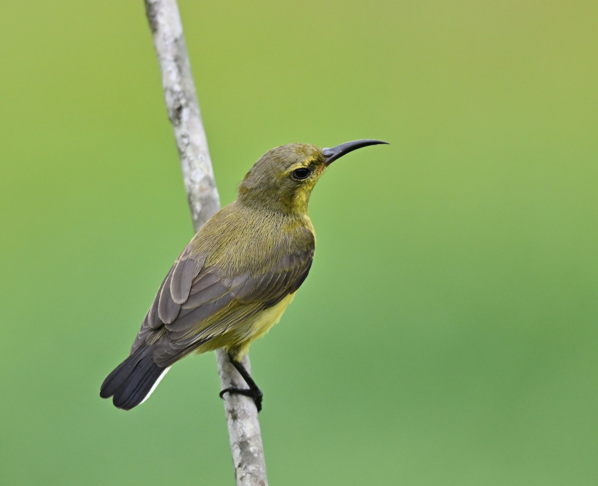 Ornate Sunbird - ML641963992