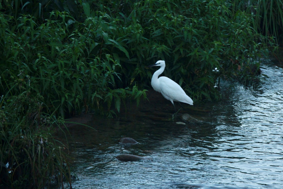 Little Egret - ML641964023