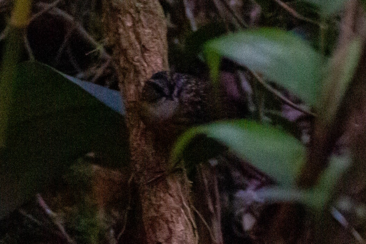 Mountain Wren-Babbler - ML641964024