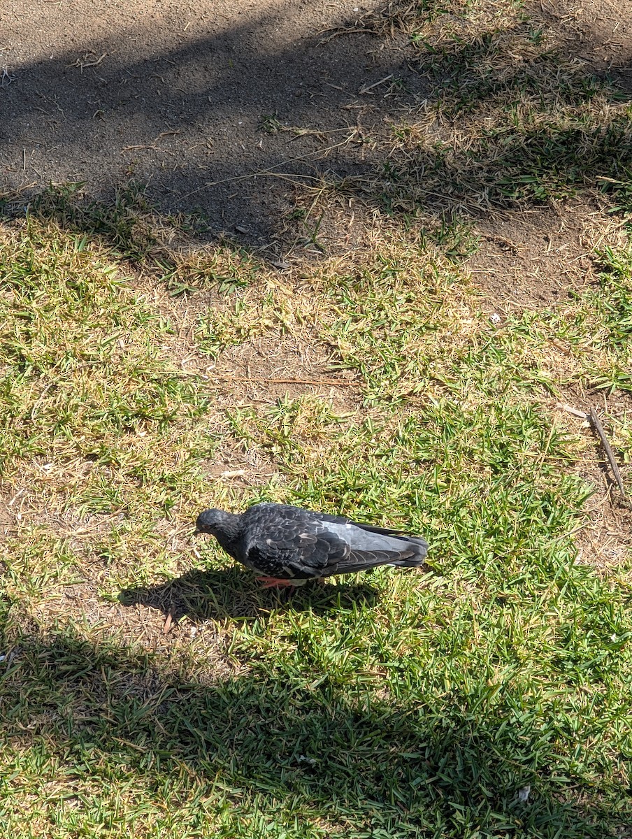 Rock Pigeon (Feral Pigeon) - ML641964040