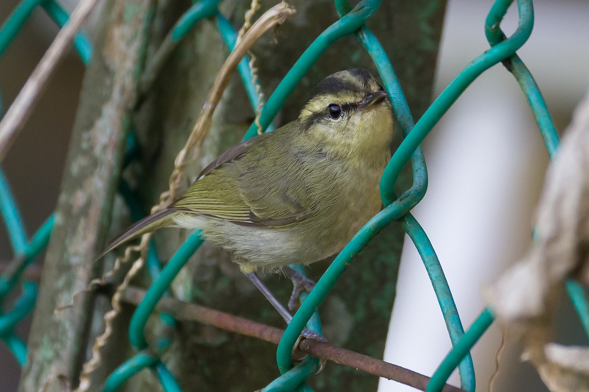 Mountain Leaf Warbler - ML641964045