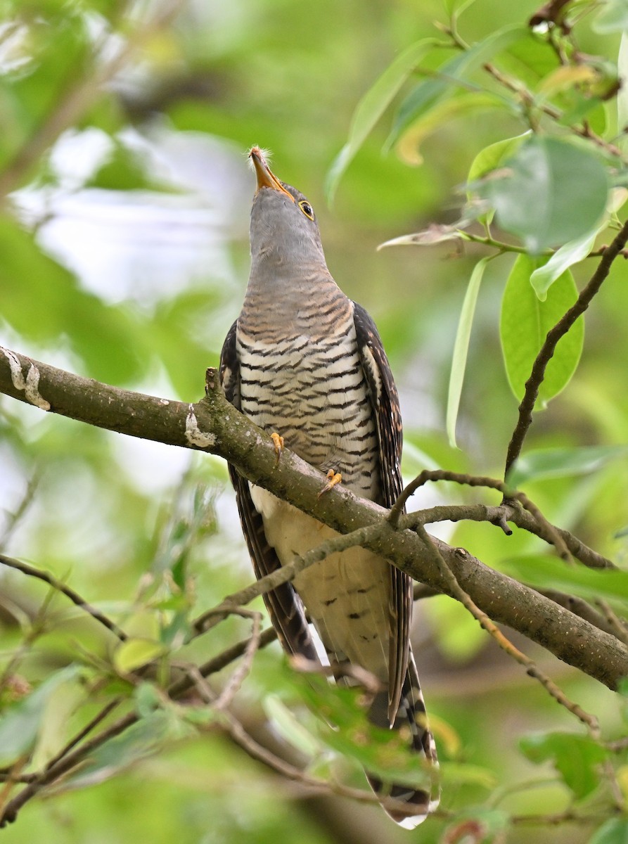 Himalayan Cuckoo - ML641964048