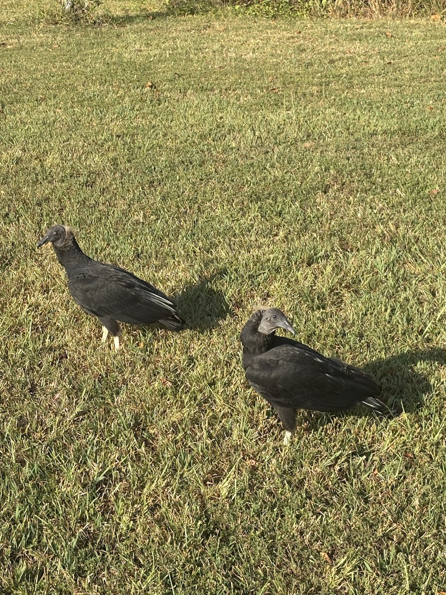 Black Vulture - ML641964055