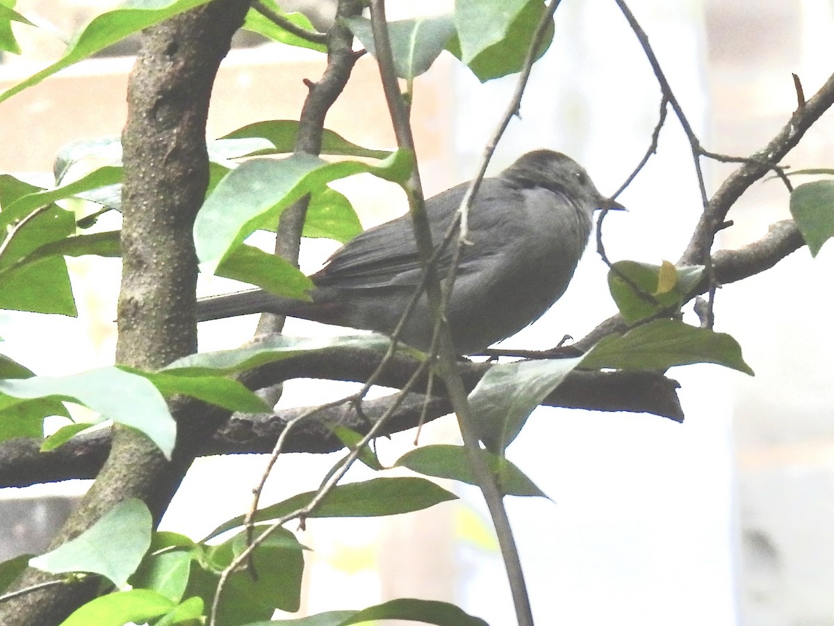 Gray Catbird - ML641964057
