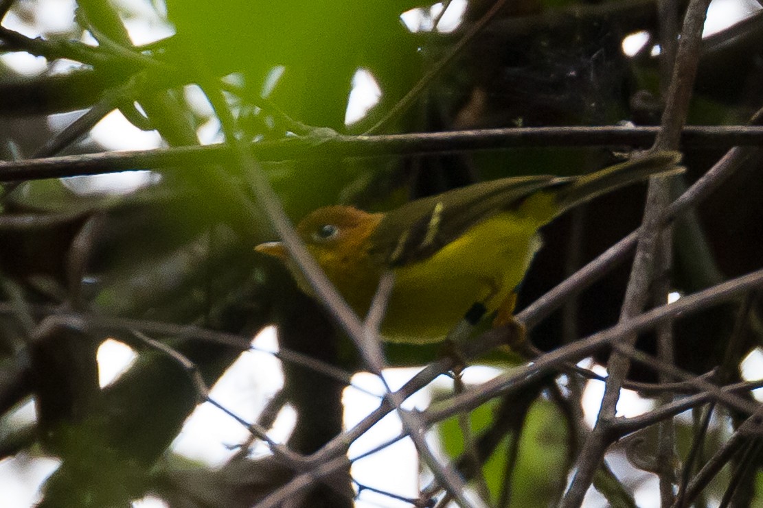 Yellow-breasted Warbler - ML641964061
