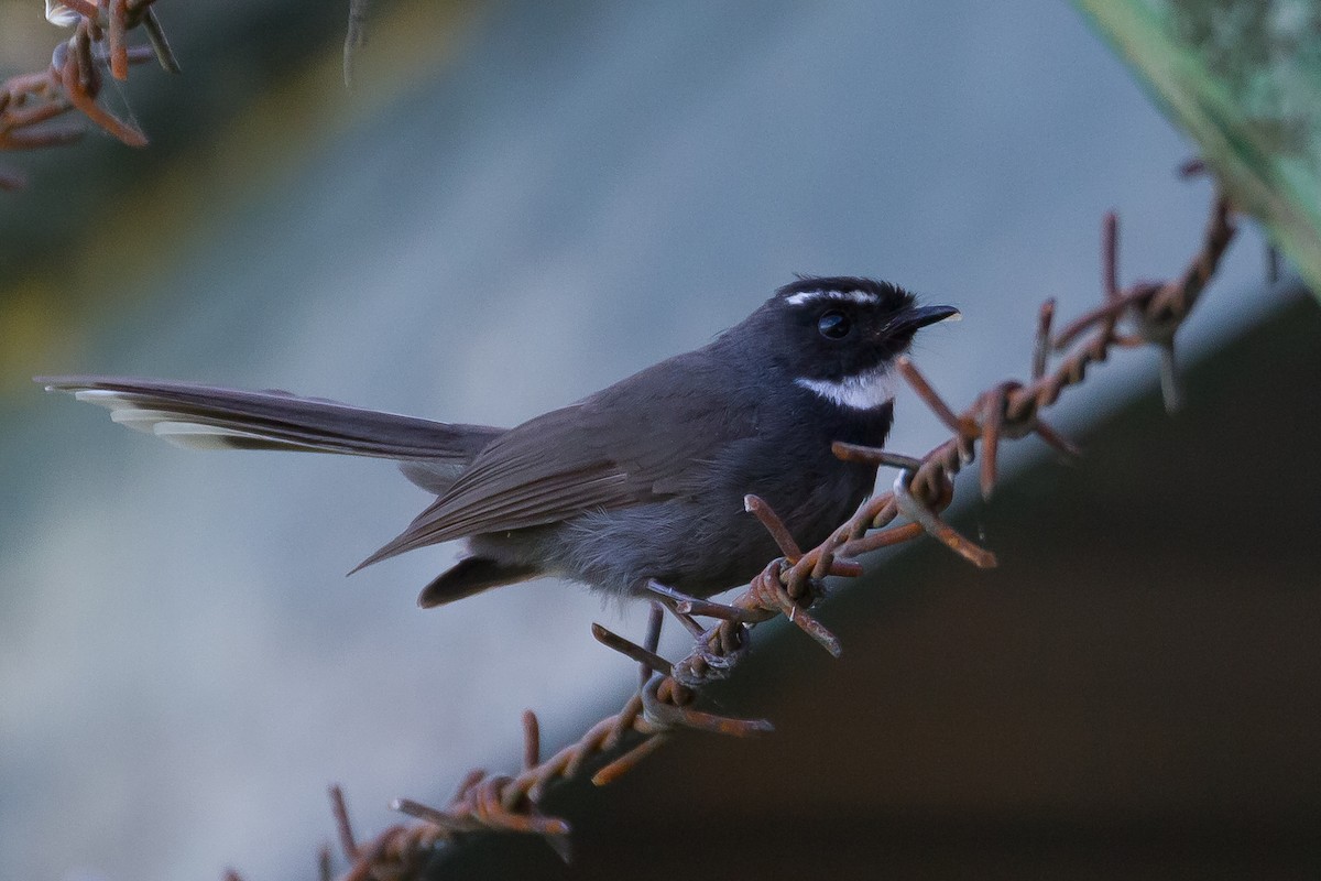 White-throated Fantail - ML641964068