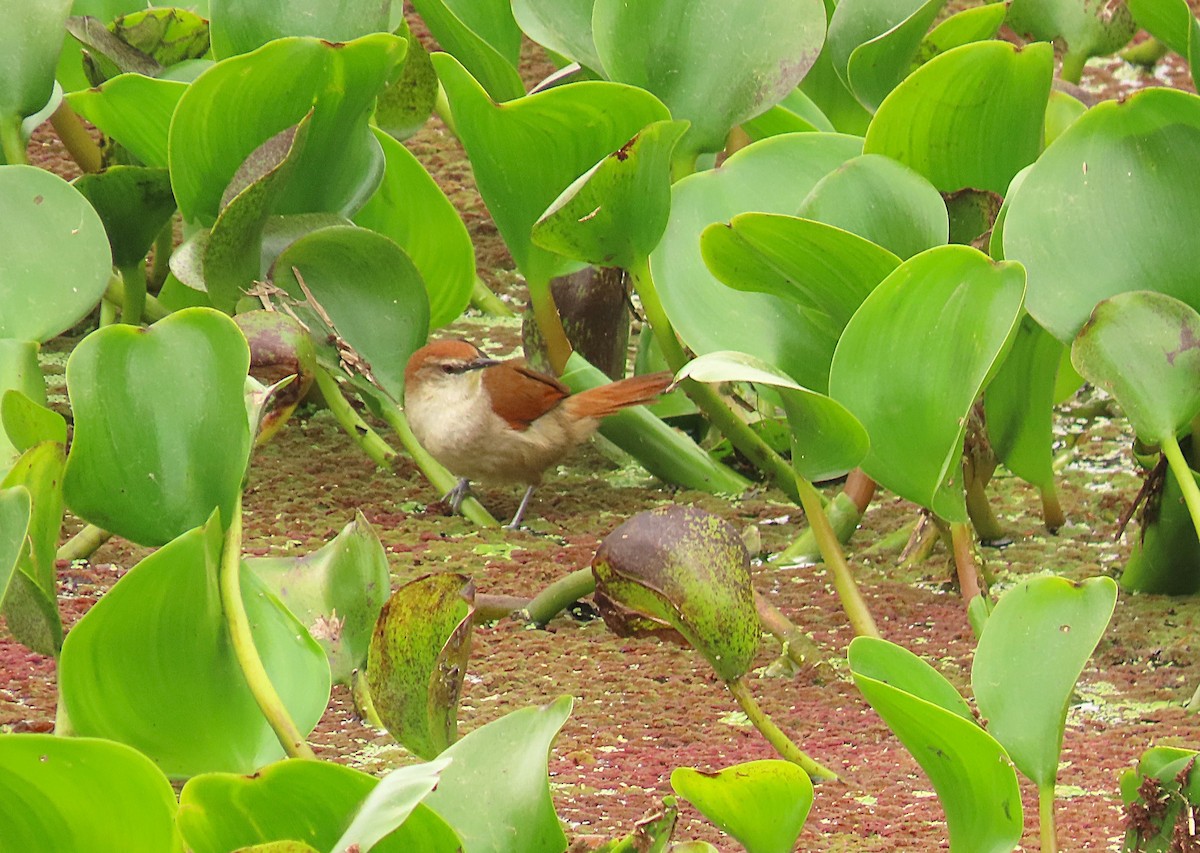 Yellow-chinned Spinetail - ML641964070