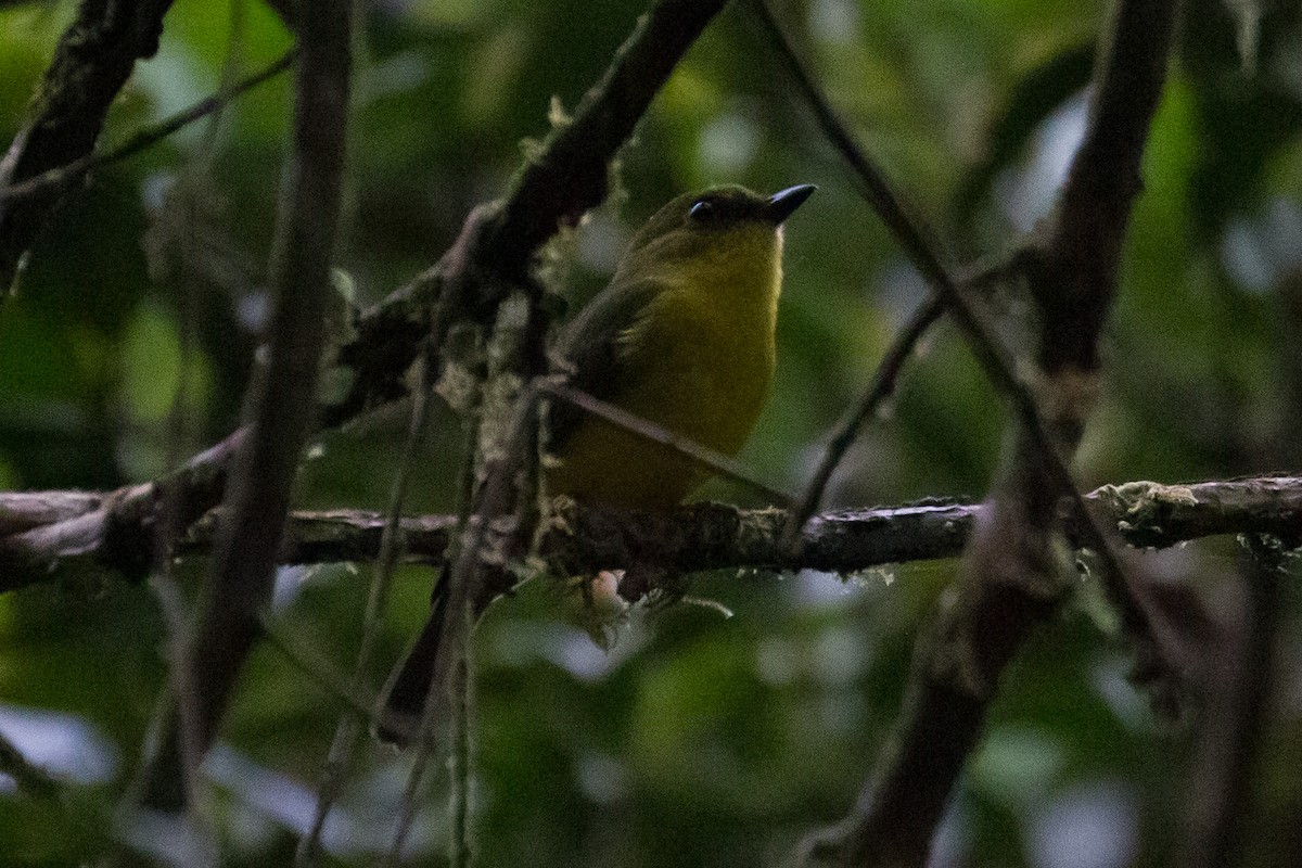 Bornean Whistler - ML641964072