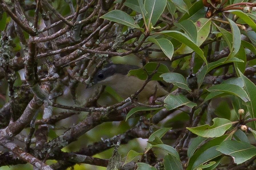 White-browed Shrike-Babbler - ML641964073