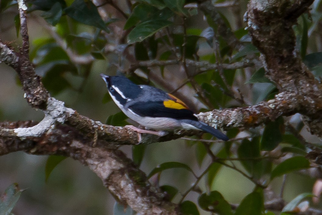 White-browed Shrike-Babbler - ML641964074