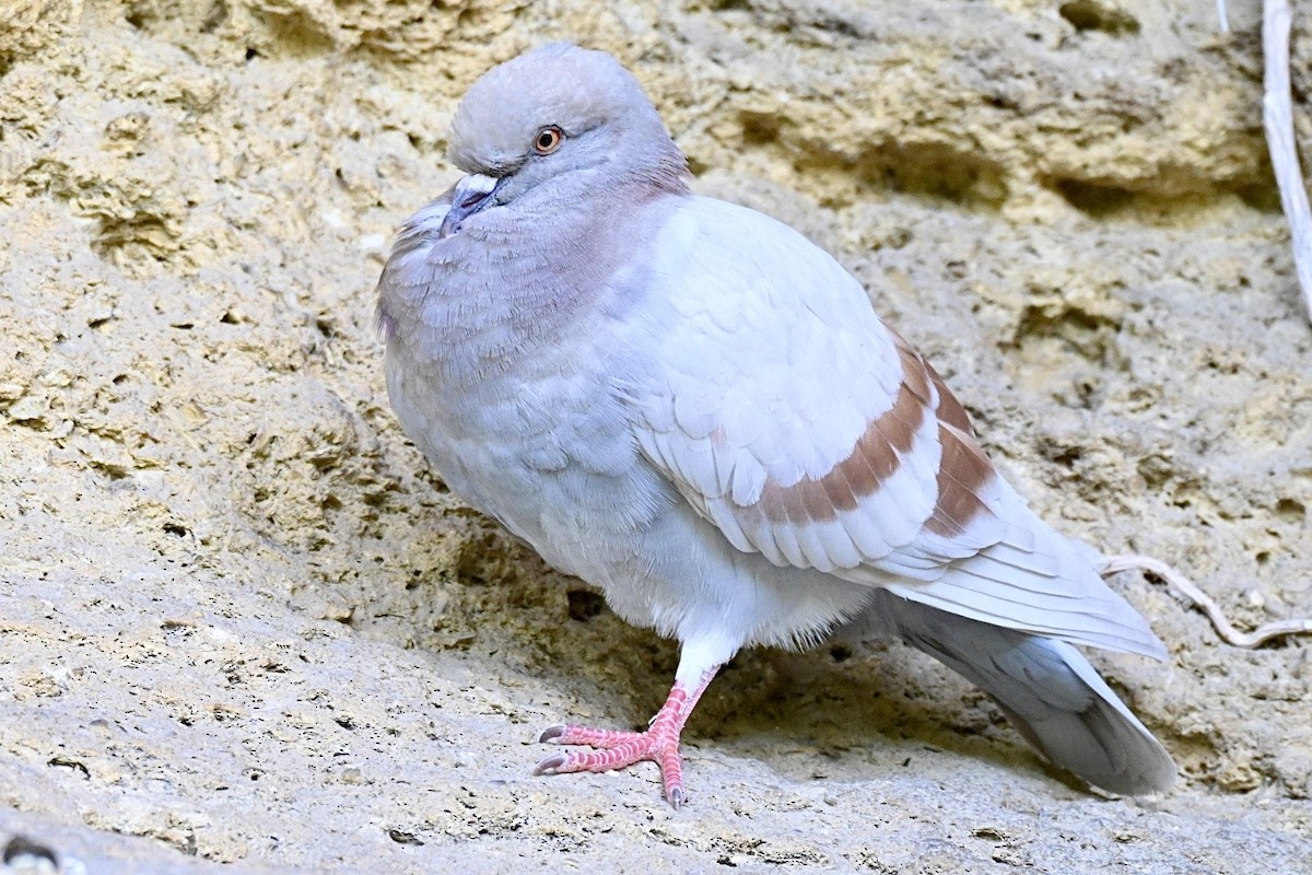 Rock Pigeon (Feral Pigeon) - ML641964076