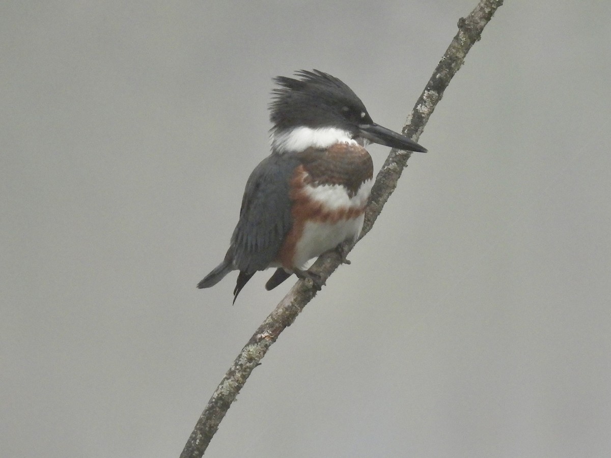 Belted Kingfisher - ML641964077
