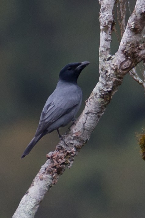 Sunda Cuckooshrike - ML641964081