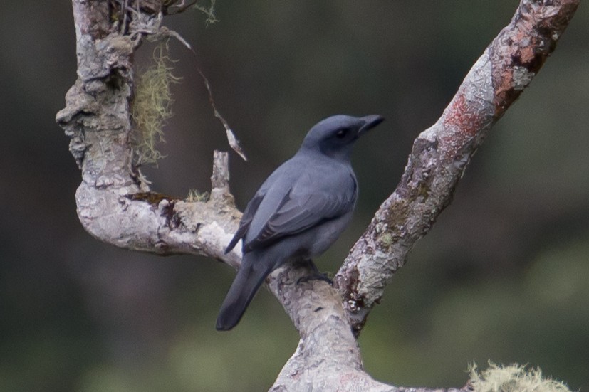 Sunda Cuckooshrike - ML641964082
