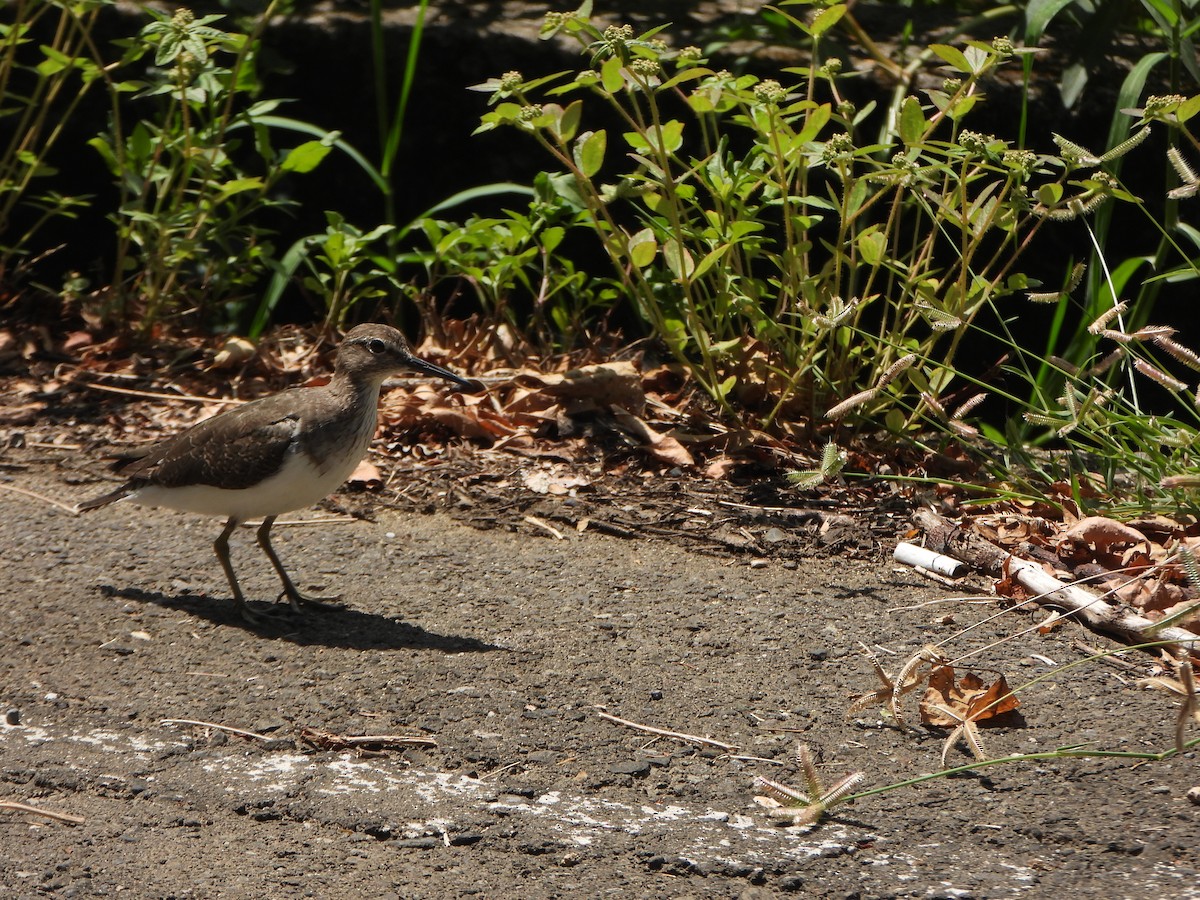 strandsnipe - ML641964083