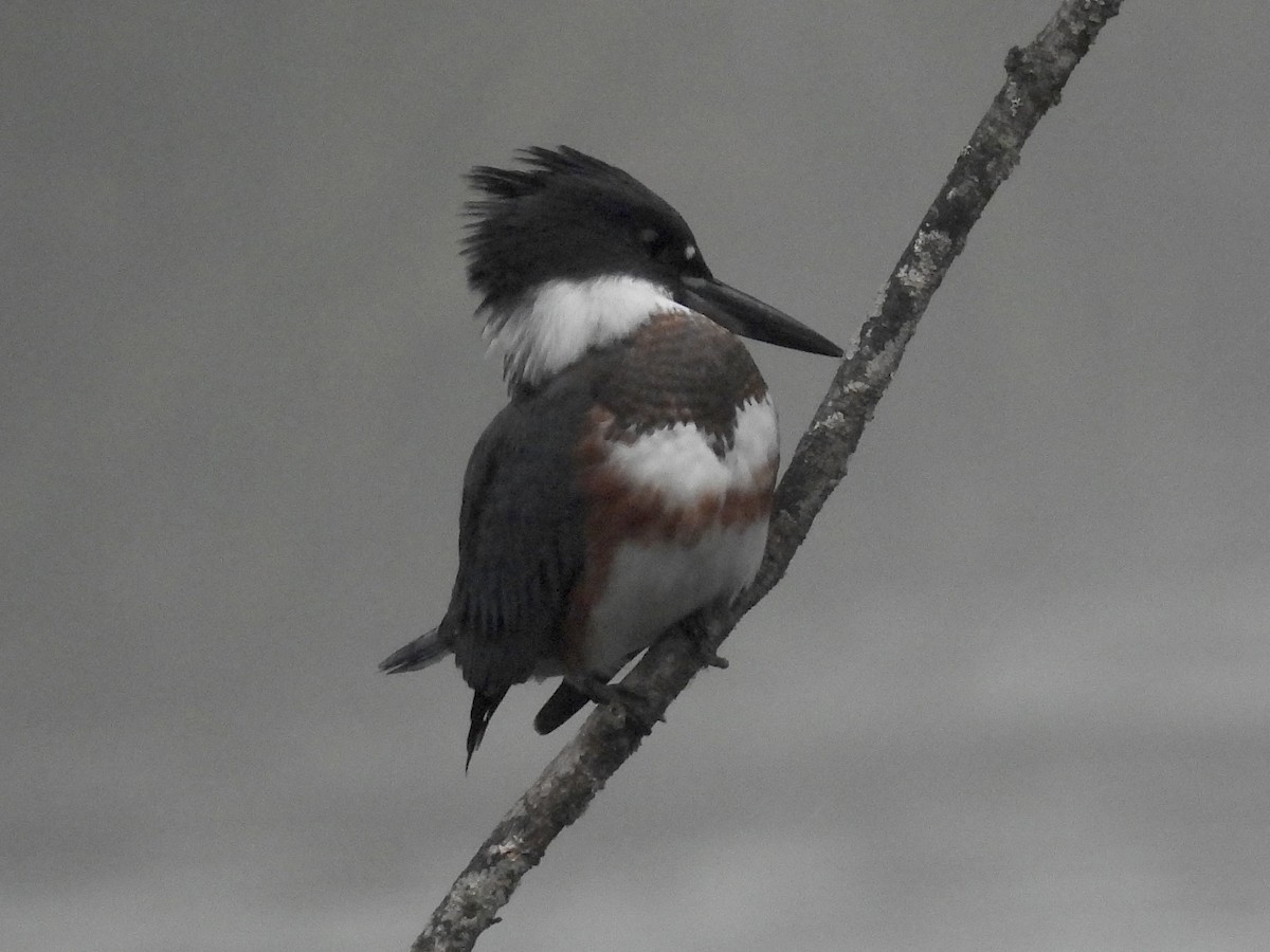 Belted Kingfisher - ML641964086
