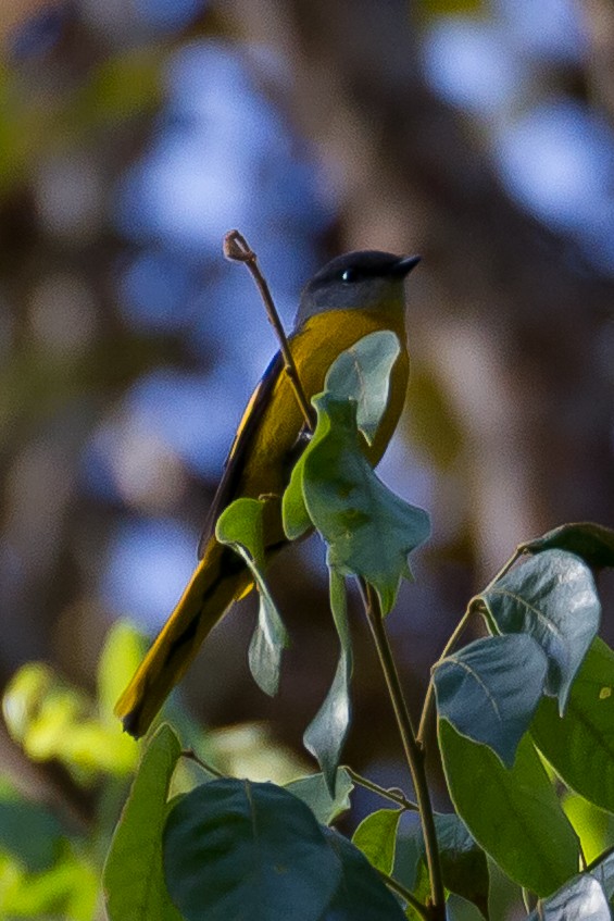 Gray-chinned Minivet - ML641964088