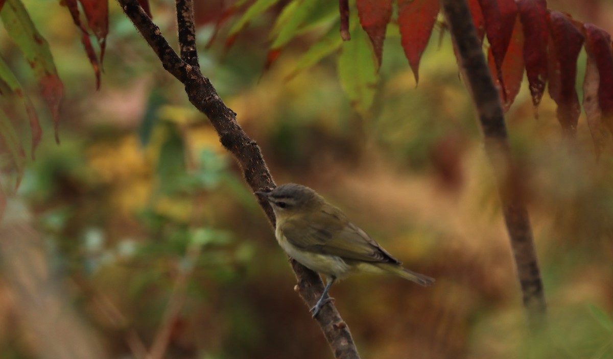 Rotaugenvireo - ML641964089