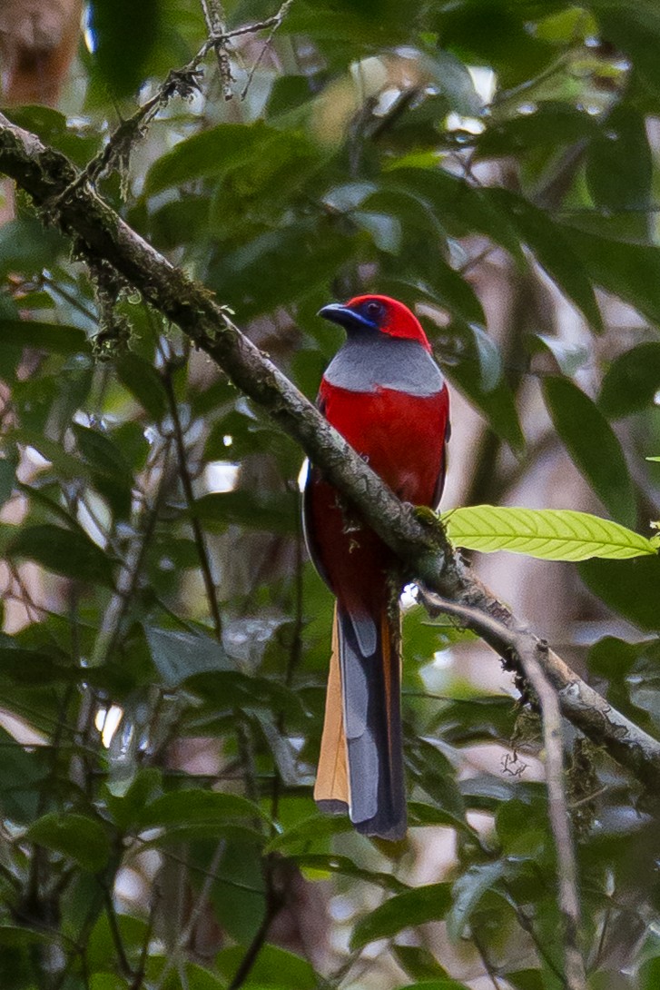 Whitehead's Trogon - ML641964100