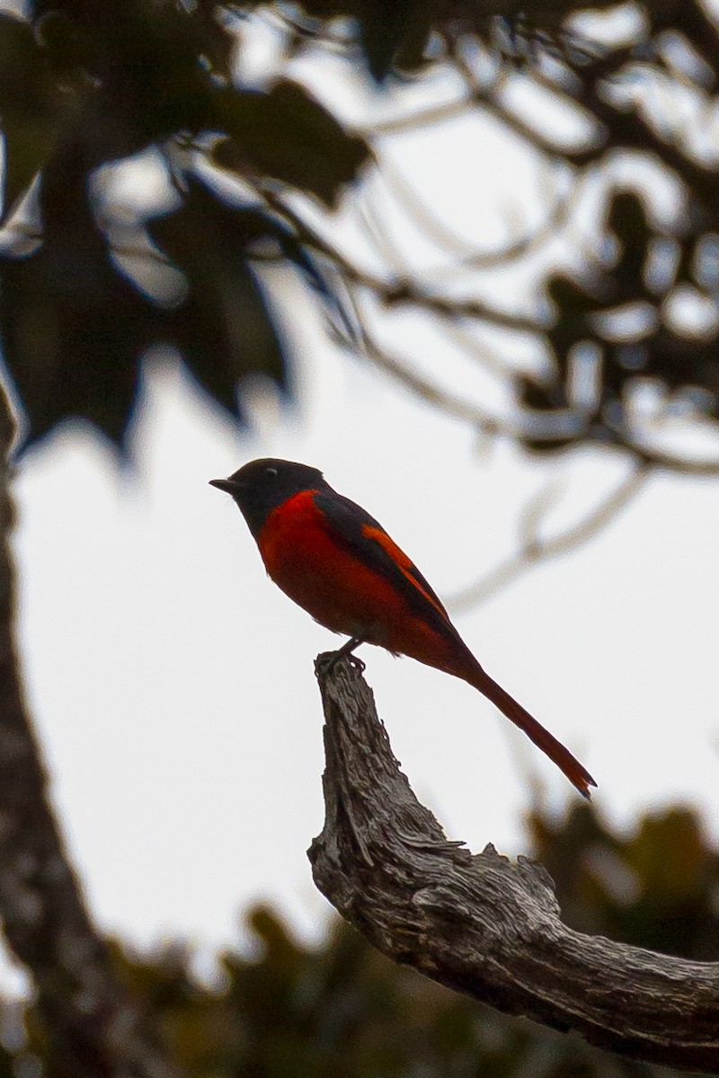 Gray-chinned Minivet - ML641964115