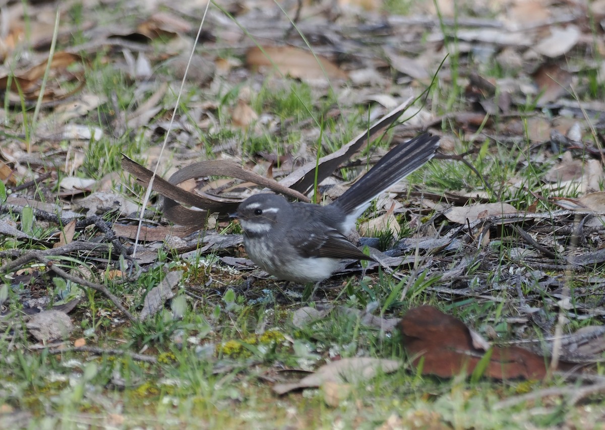 Gray Fantail - ML641964120