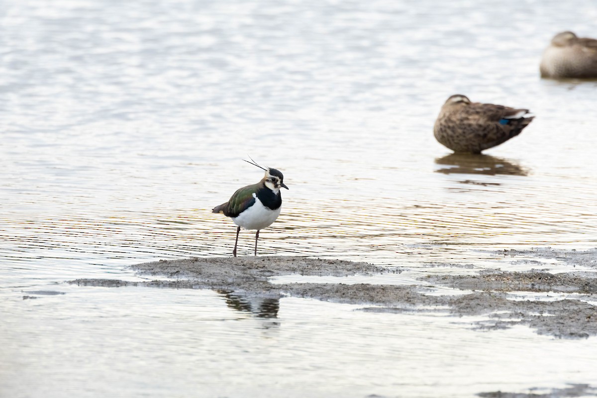 Northern Lapwing - ML641964121