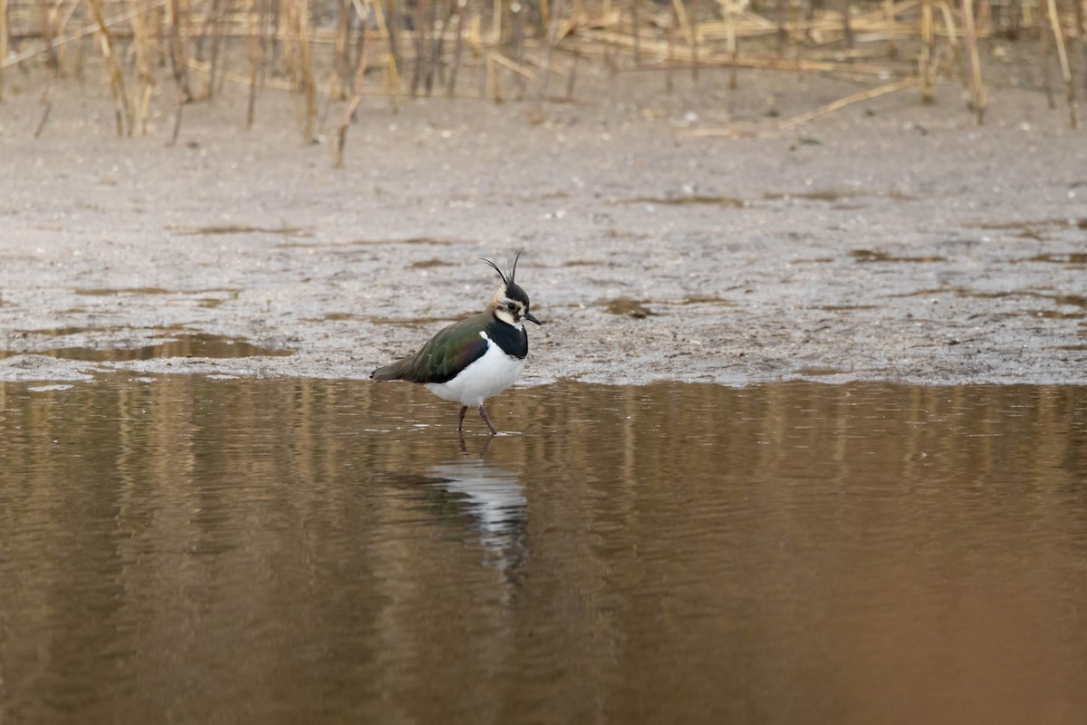Northern Lapwing - ML641964122