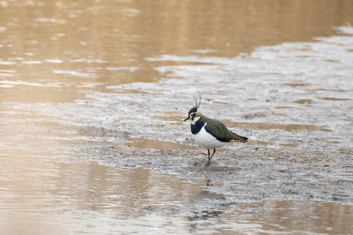 Northern Lapwing - ML641964123