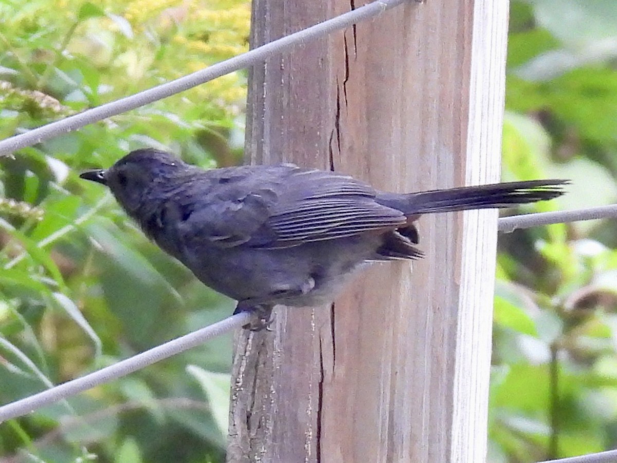 Gray Catbird - ML641964127