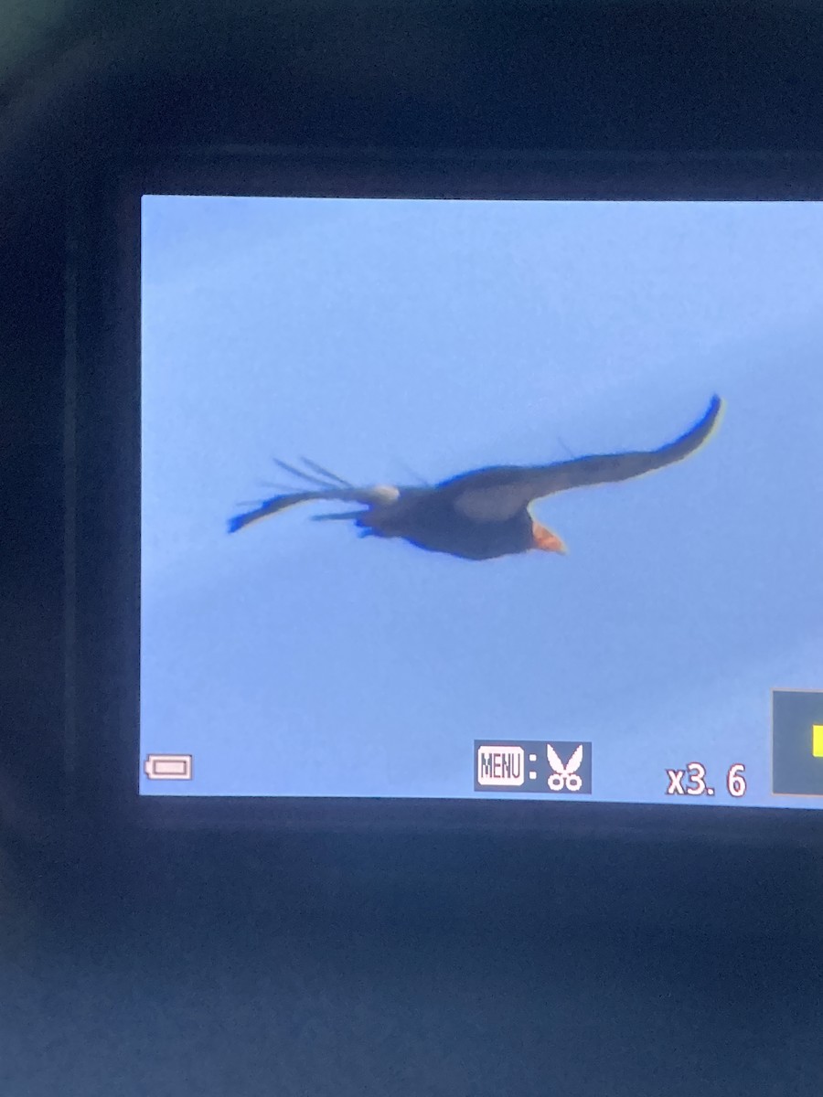 California Condor - ML641964131