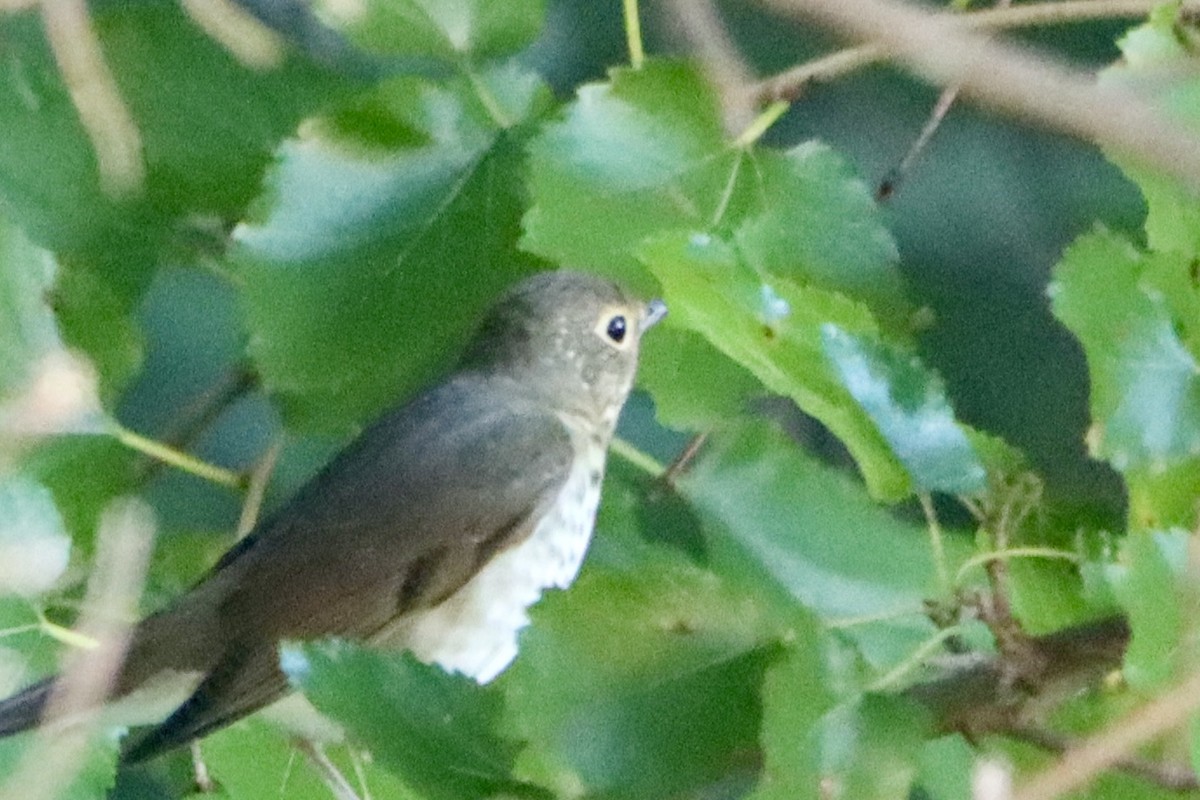 Zwergmusendrossel - ML641964135