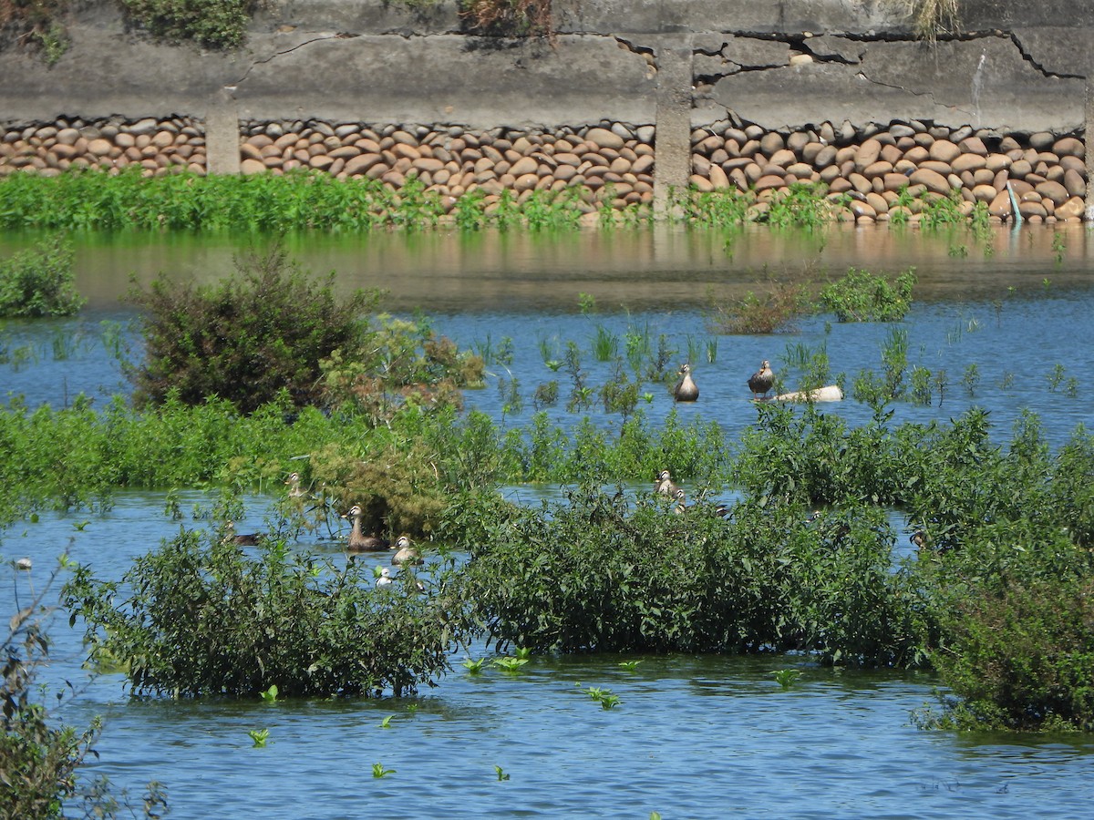 Eastern Spot-billed Duck - ML641964146