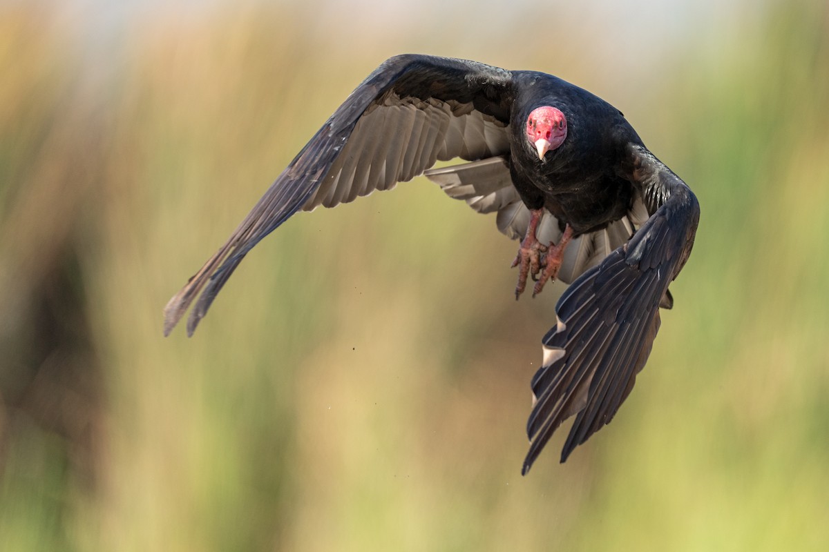 Turkey Vulture - ML641964147