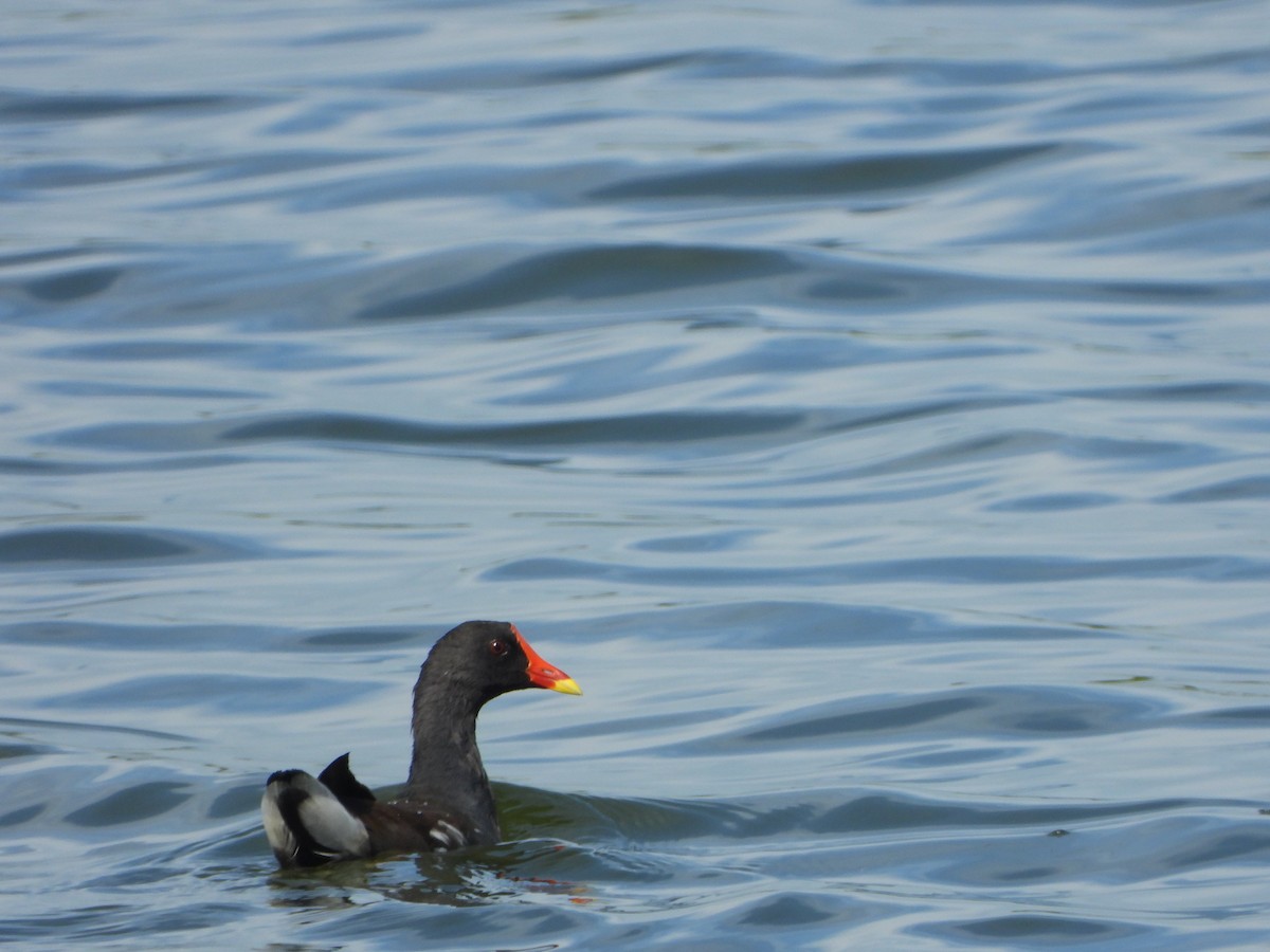 Eurasian Moorhen - ML641964150