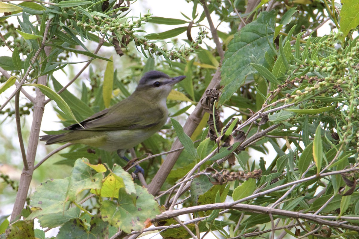 Rotaugenvireo - ML641964205