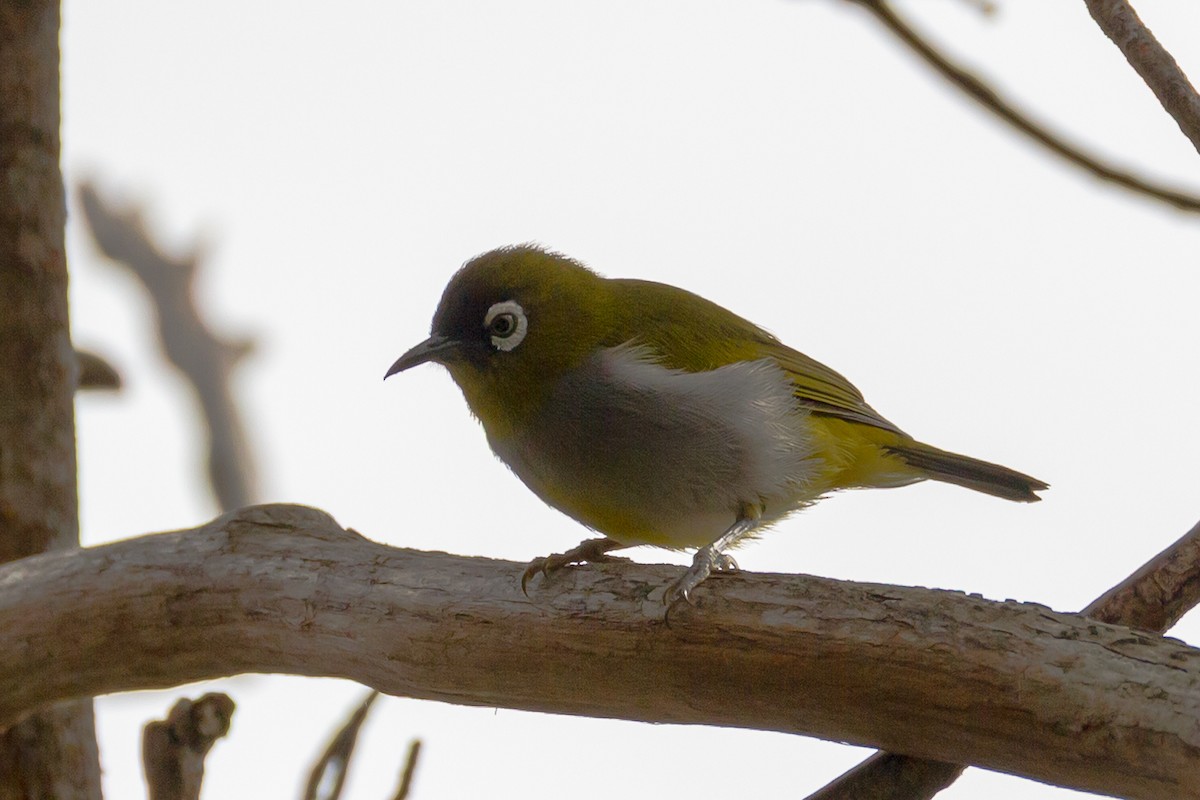 Schwarzstirn-Brillenvogel - ML641964220