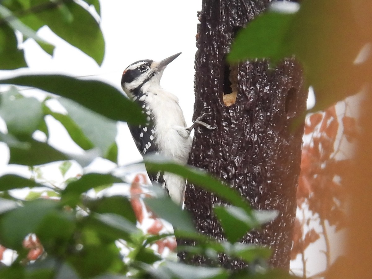 Hairy Woodpecker - ML641964231