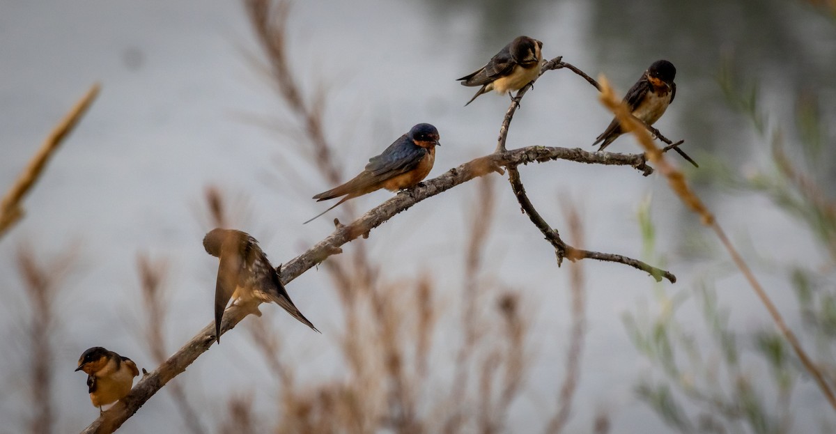 Barn Swallow - ML641964233