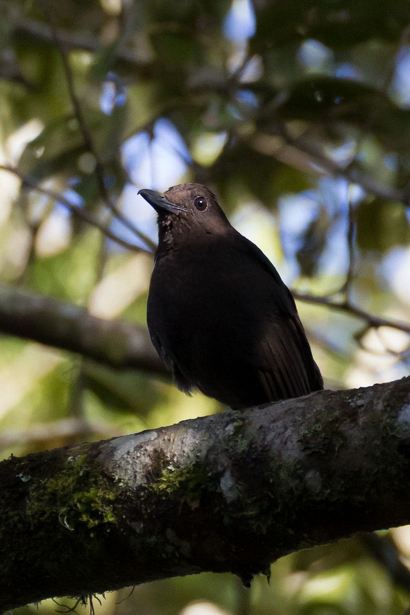 Bornean Whistling-Thrush - ML641964235