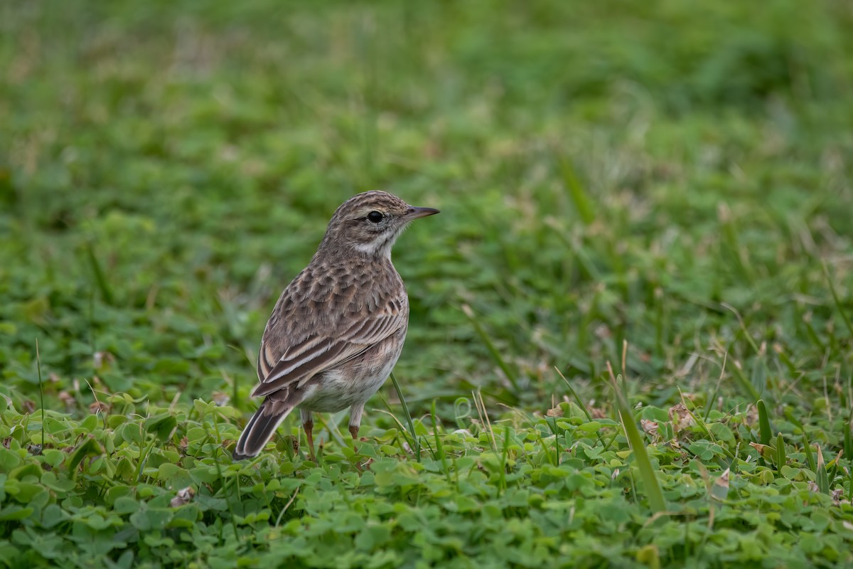 Australian Pipit - ML641964247
