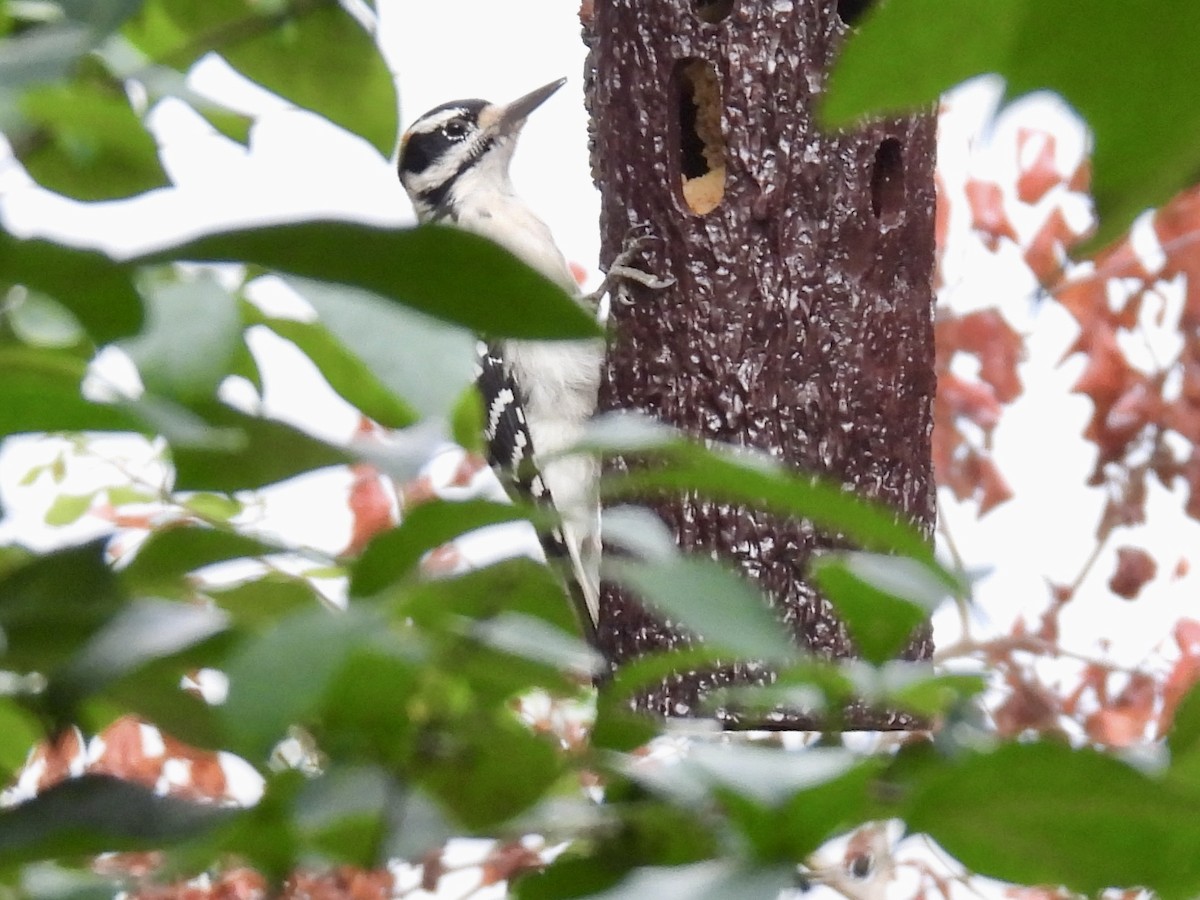 Hairy Woodpecker - ML641964253