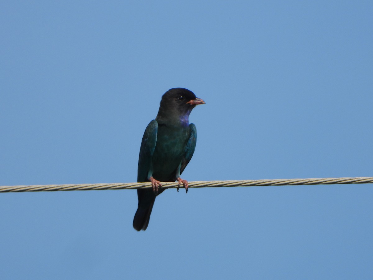 Dollarbird - ML641964257