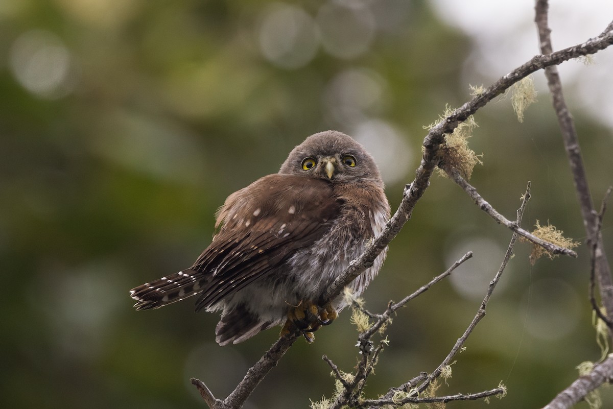 Northern Pygmy-Owl (Pacific) - ML641964259