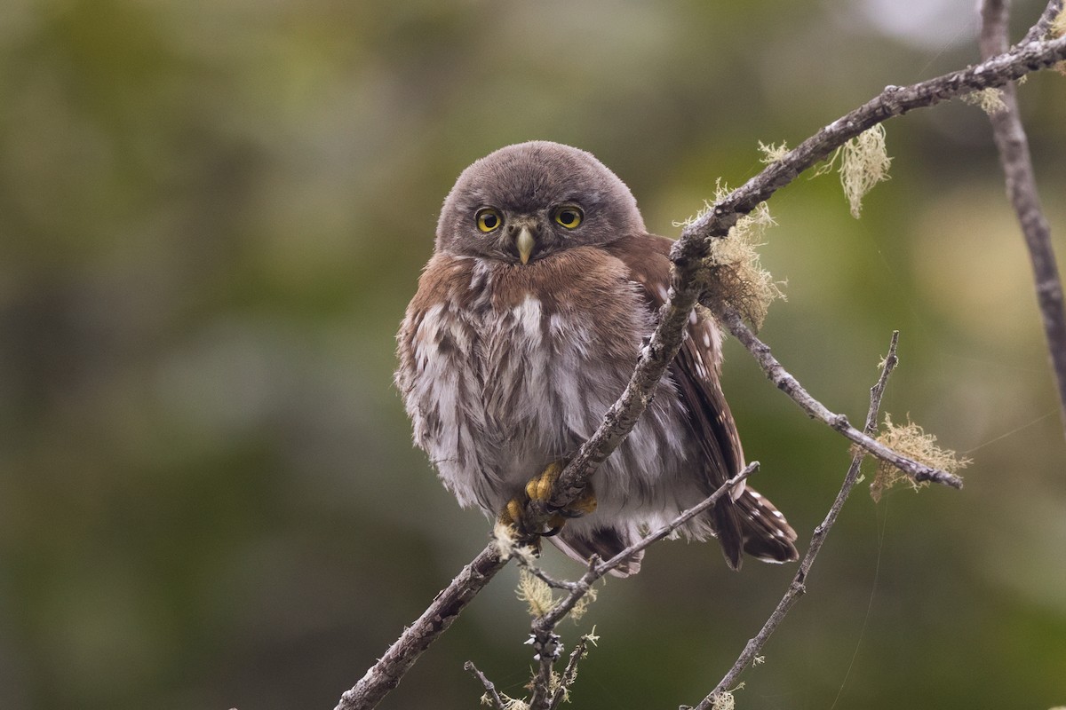 Northern Pygmy-Owl (Pacific) - ML641964260