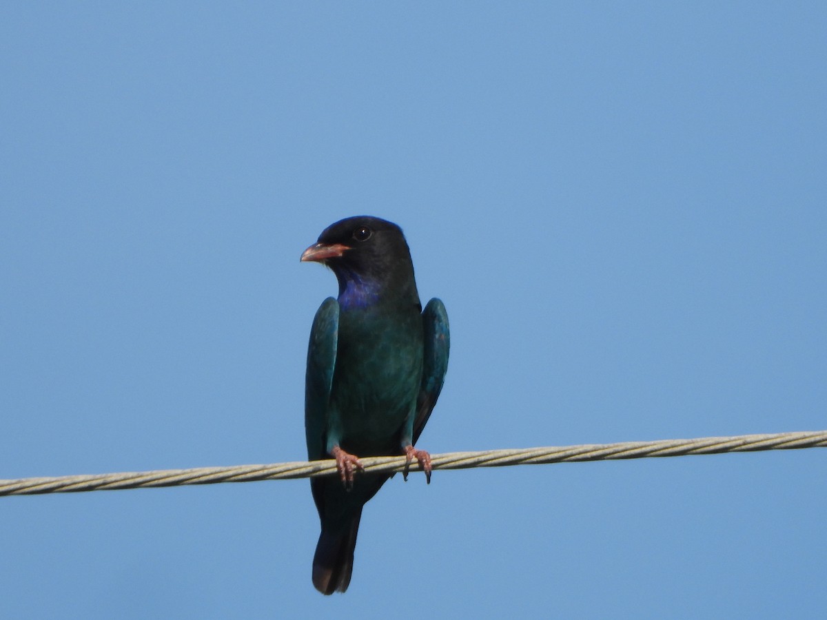 Dollarbird - ML641964261