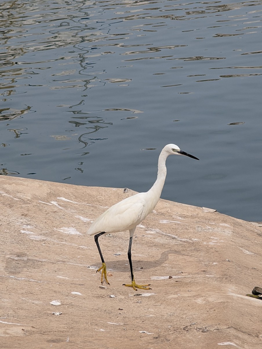 Little Egret - ML641964266