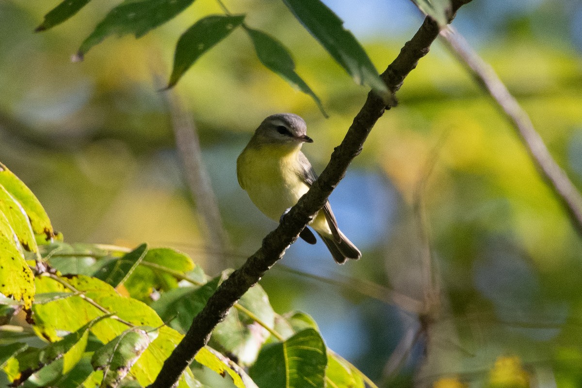 Philadelphia Vireo - ML641964273