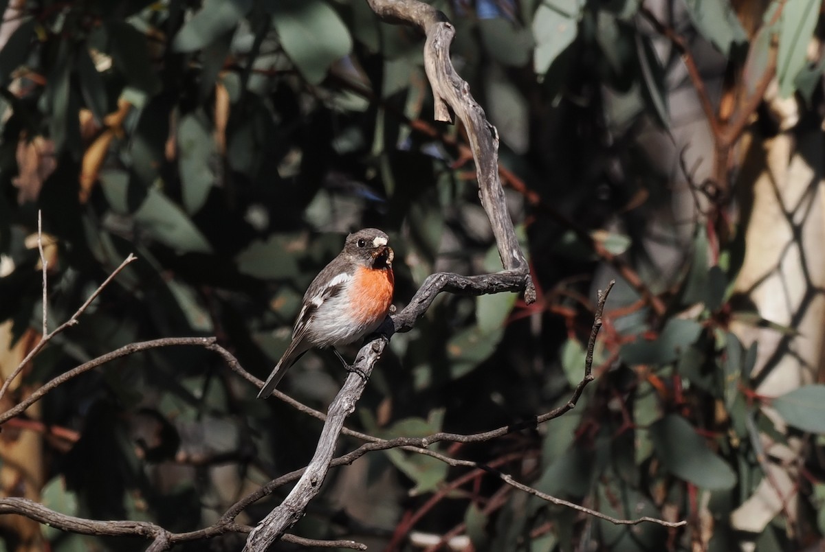 Scarlet Robin - ML641964280