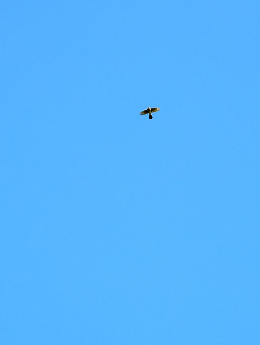 Cooper's Hawk - ML641964282
