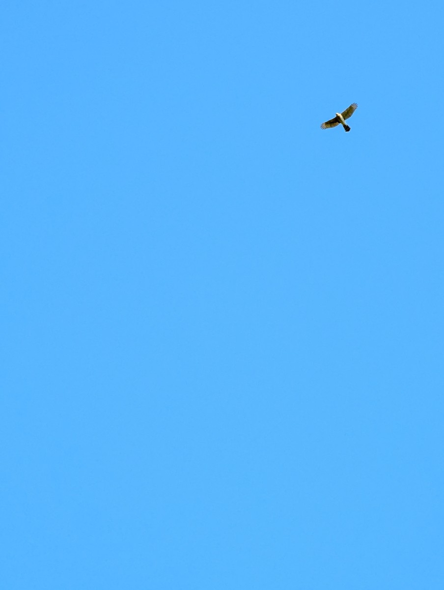 Cooper's Hawk - ML641964283